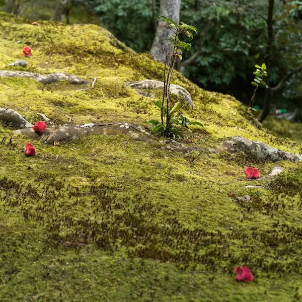 Flowers on moss